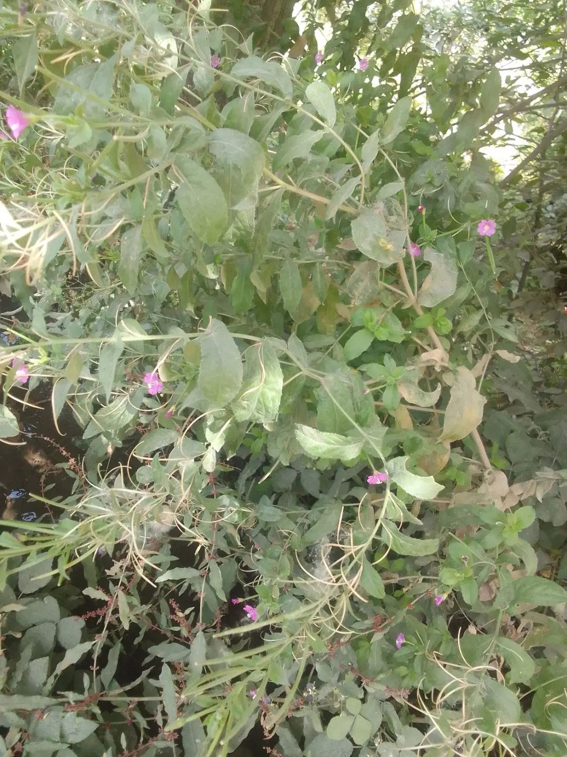 پونه کوهی درجه ۱|خوردنی و آشامیدنی|مشهد, میان ولایت|دیوار