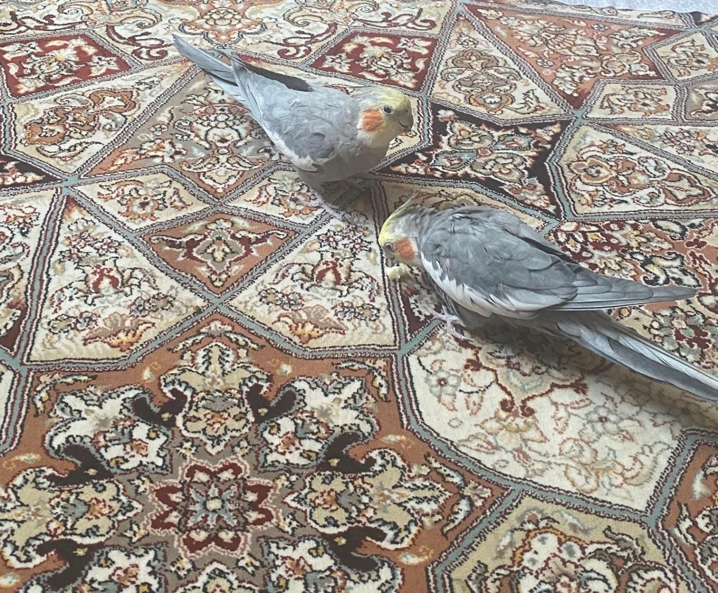 جفت عروس هلندی|پرنده|اصفهان, زاجان|دیوار