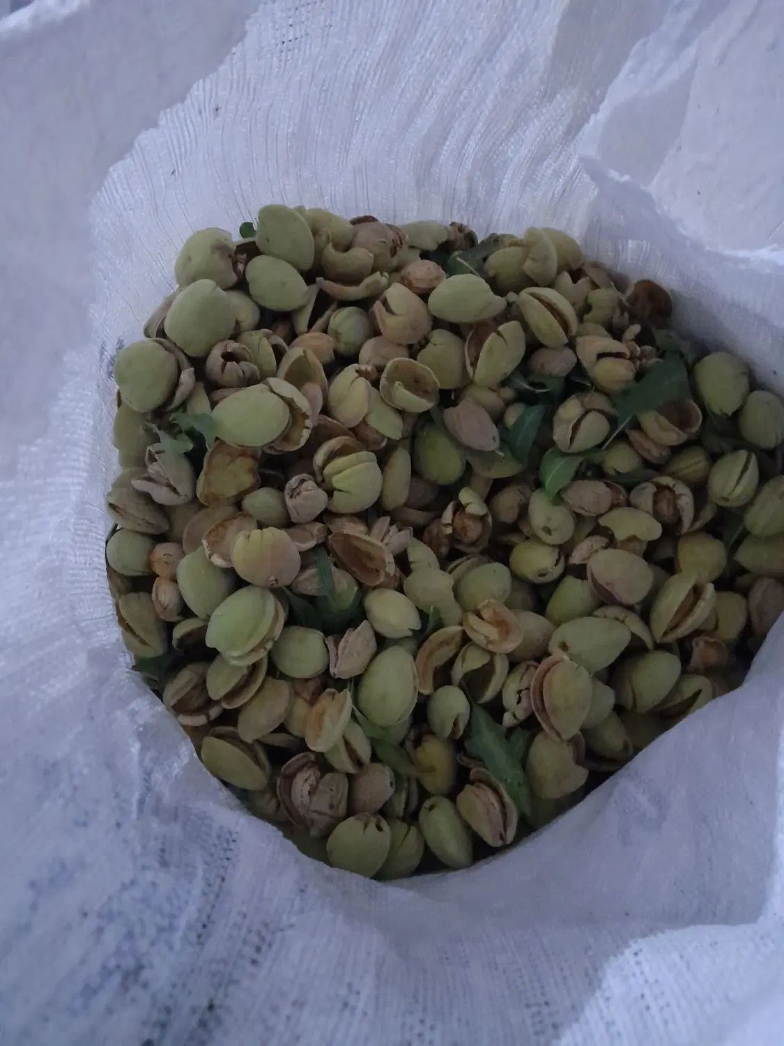 بادام پوست کاغذی|خوردنی و آشامیدنی|اصفهان, تیران|دیوار