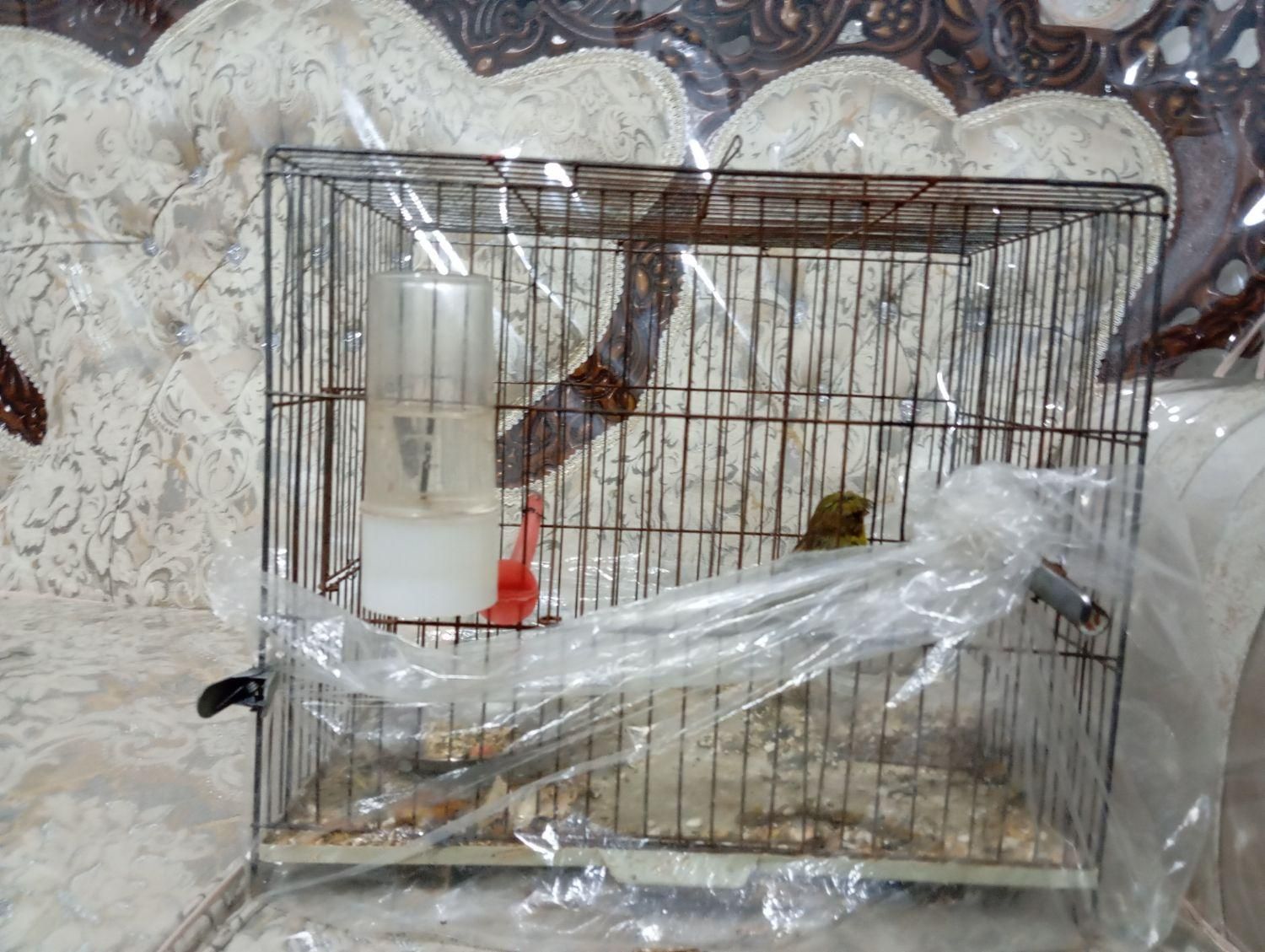 قفس پرنده بزرگ و کوچک مخصوص قناری و فنچ|لوازم جانبی حیوانات|قزوین, |دیوار