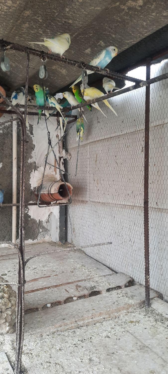 بالغ جفتی ۴۵۰۰۰۰ ...جوجه یکماه جفتی ۲۰۰۰۰۰|پرنده|گرگان, |دیوار