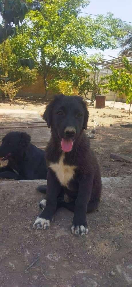 سگ نگهبان(رایگان)|سگ|اصفهان, باغ دریاچه|دیوار