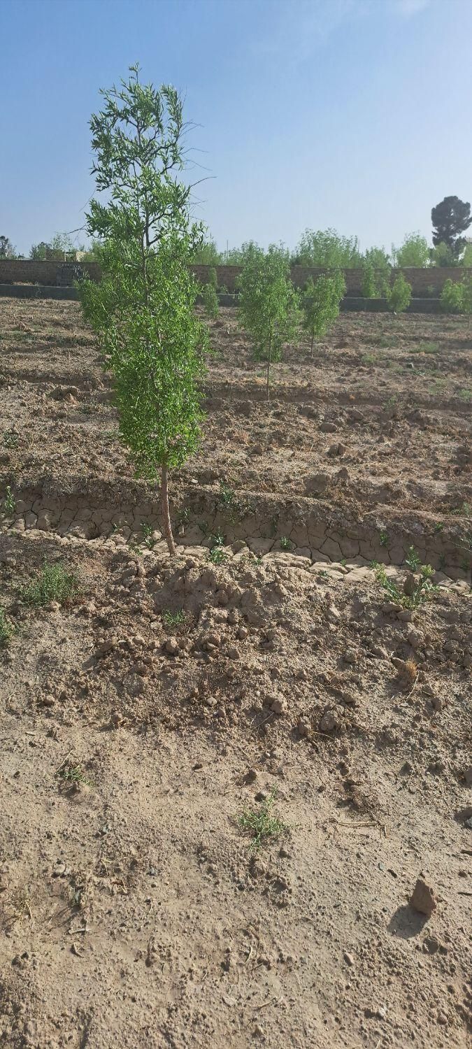 تصویر 3