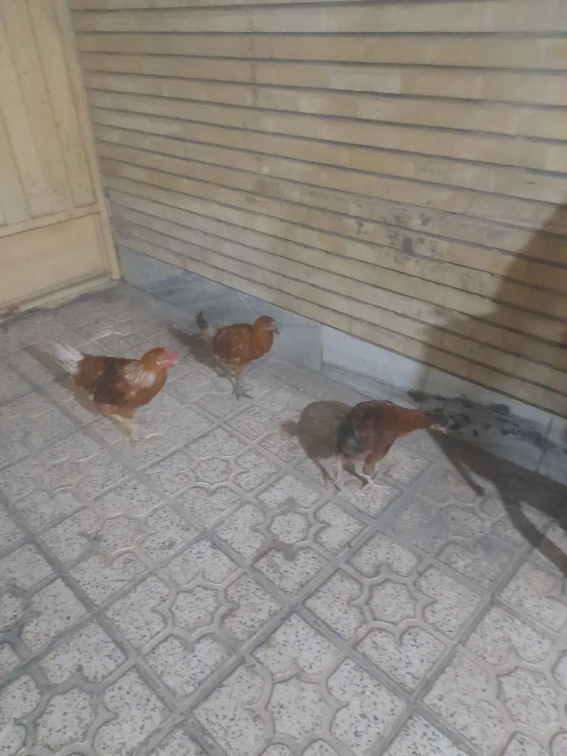 مرغ وخروس|پرنده|اصفهان, کساره|دیوار