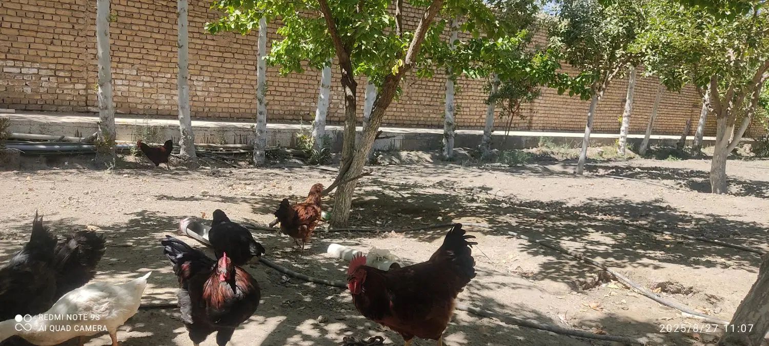 مرغ و خروس|حیوانات مزرعه|مشهد, چهاربرج|دیوار