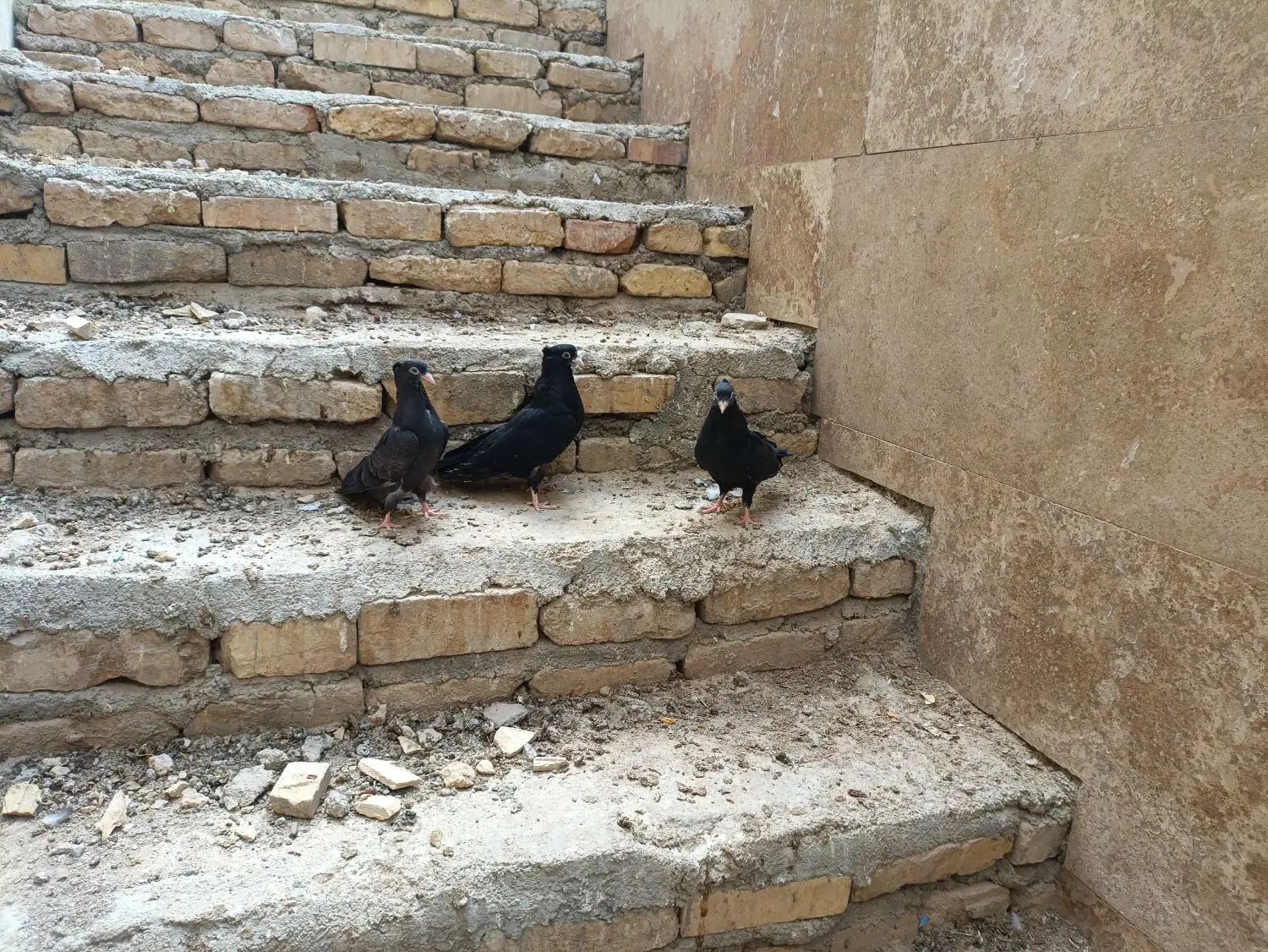 کبوتر|پرنده|اصفهان, بهارستان (مخابرات)|دیوار