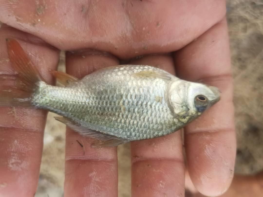 گرمابی بچه ماهی بیگهدوامور و...|ماهی|کرج, شهرک یاس شمالی|دیوار