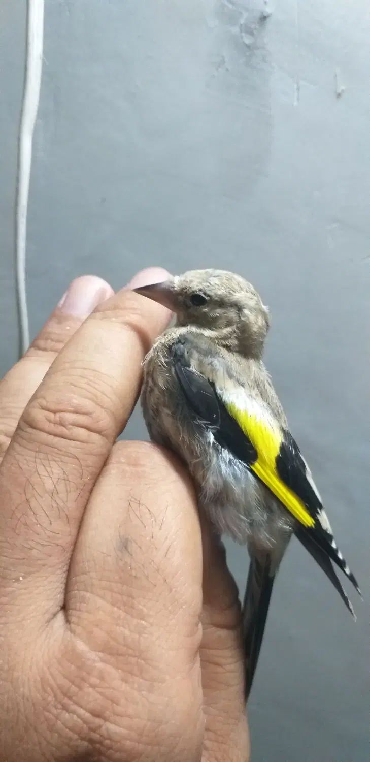 سهره جوجه سهره رسمی و سهره دورگ و گلبسر|پرنده|تهران, دولتخواه شمالی|دیوار