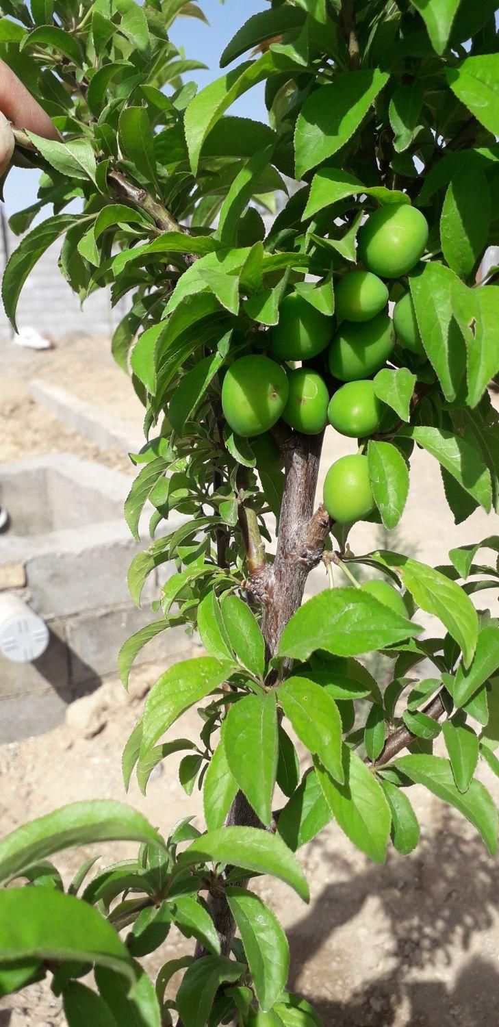 فروش زمین ۷۰۰ متری|فروش زمین و ملک کلنگی|مبارکه, |دیوار