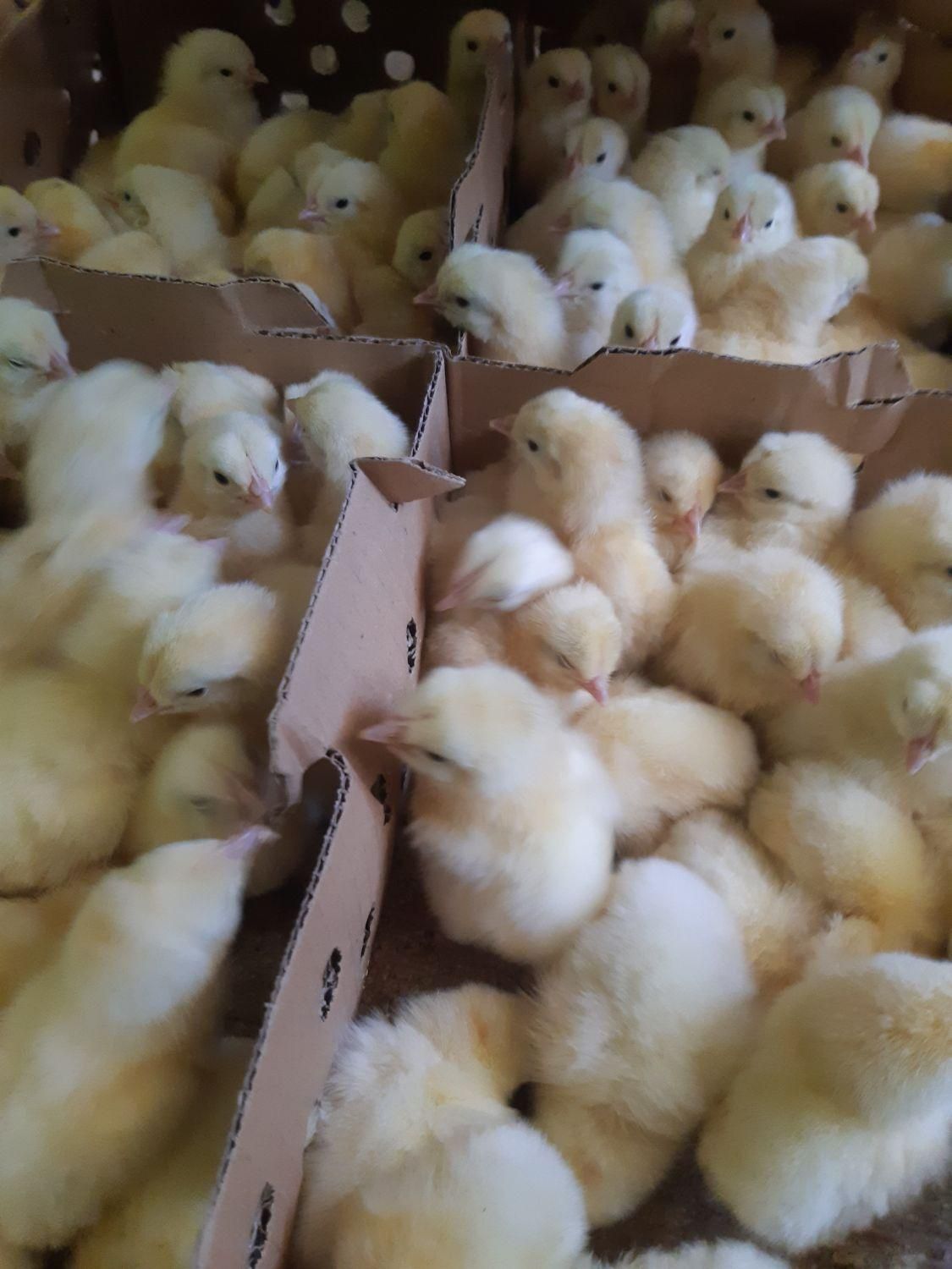 فلکسی لوهمن ایرانی خارجی جوجه دورگ گوشتی|حیوانات مزرعه|چابهار, |دیوار