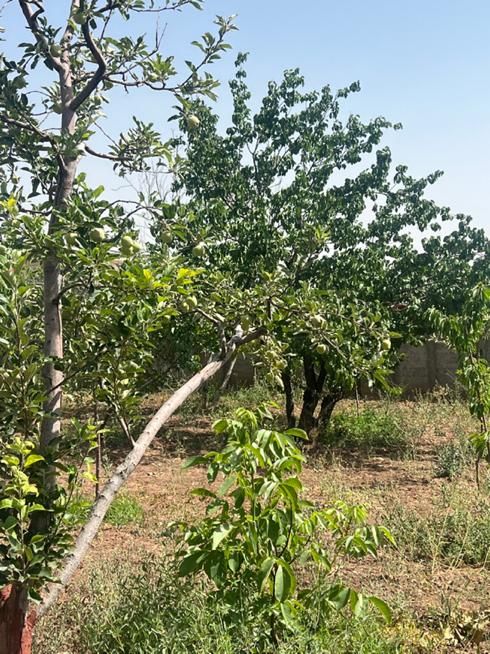 زمین ۳۴۰ متری(کوچه عسل)اقساط ده ماهه|فروش زمین و ملک کلنگی|دماوند, گیلاوند|دیوار