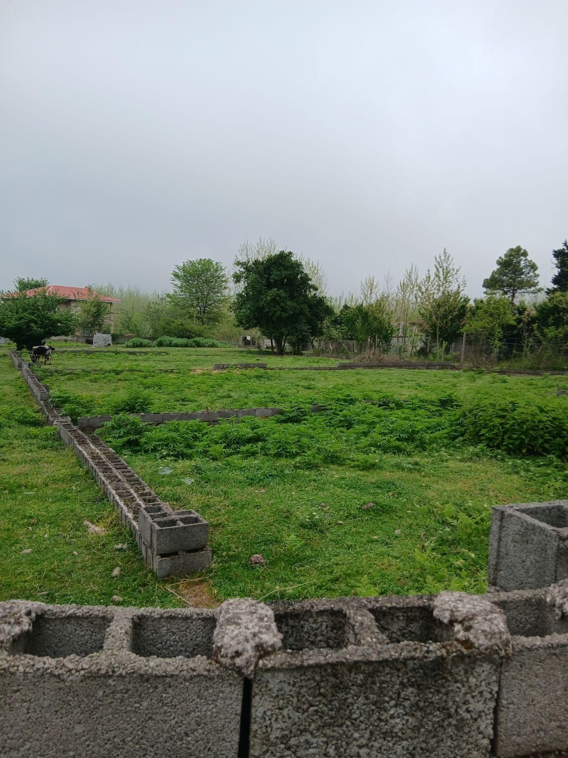 چندین مسکونی باغ جاده ماسال گورابزرمیخ مبین بالو|فروش زمین و ملک کلنگی|گوراب زرمیخ, |دیوار