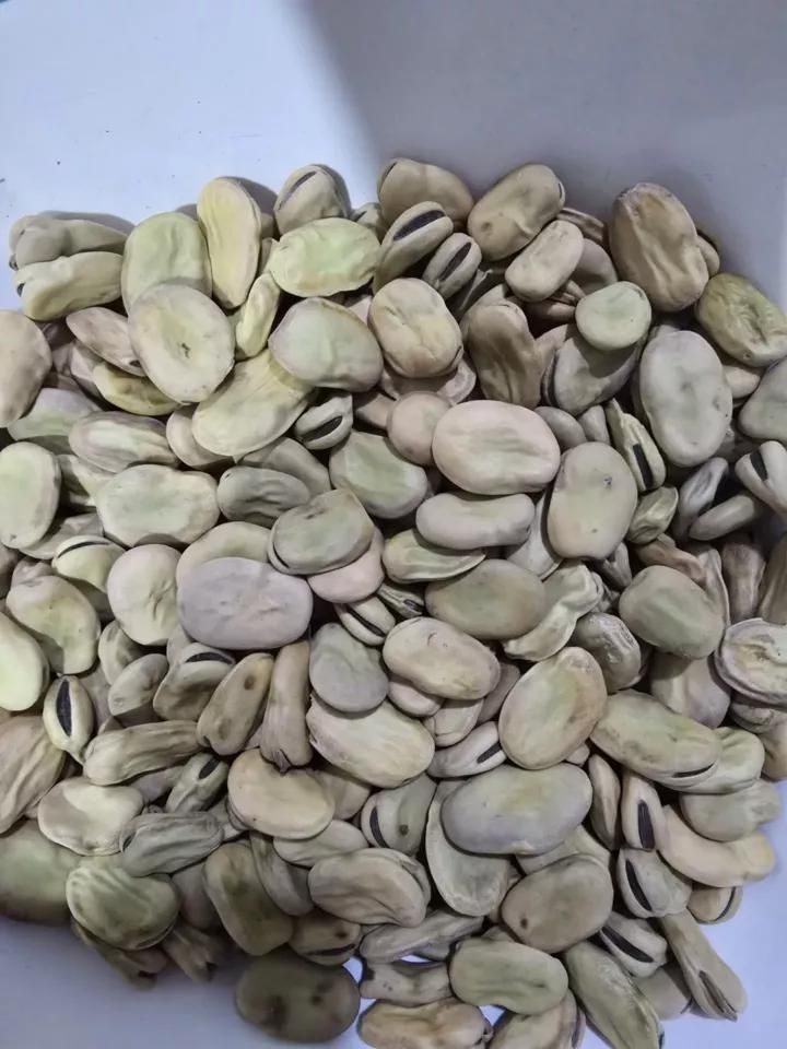 باقلای خشک درجه یک امسالی|خوردنی و آشامیدنی|بهشهر, |دیوار