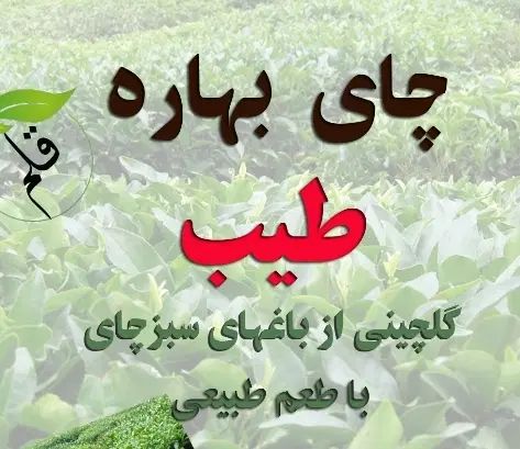 چای ممتاز و قلم|خوردنی و آشامیدنی|رشت, ولکس|دیوار
