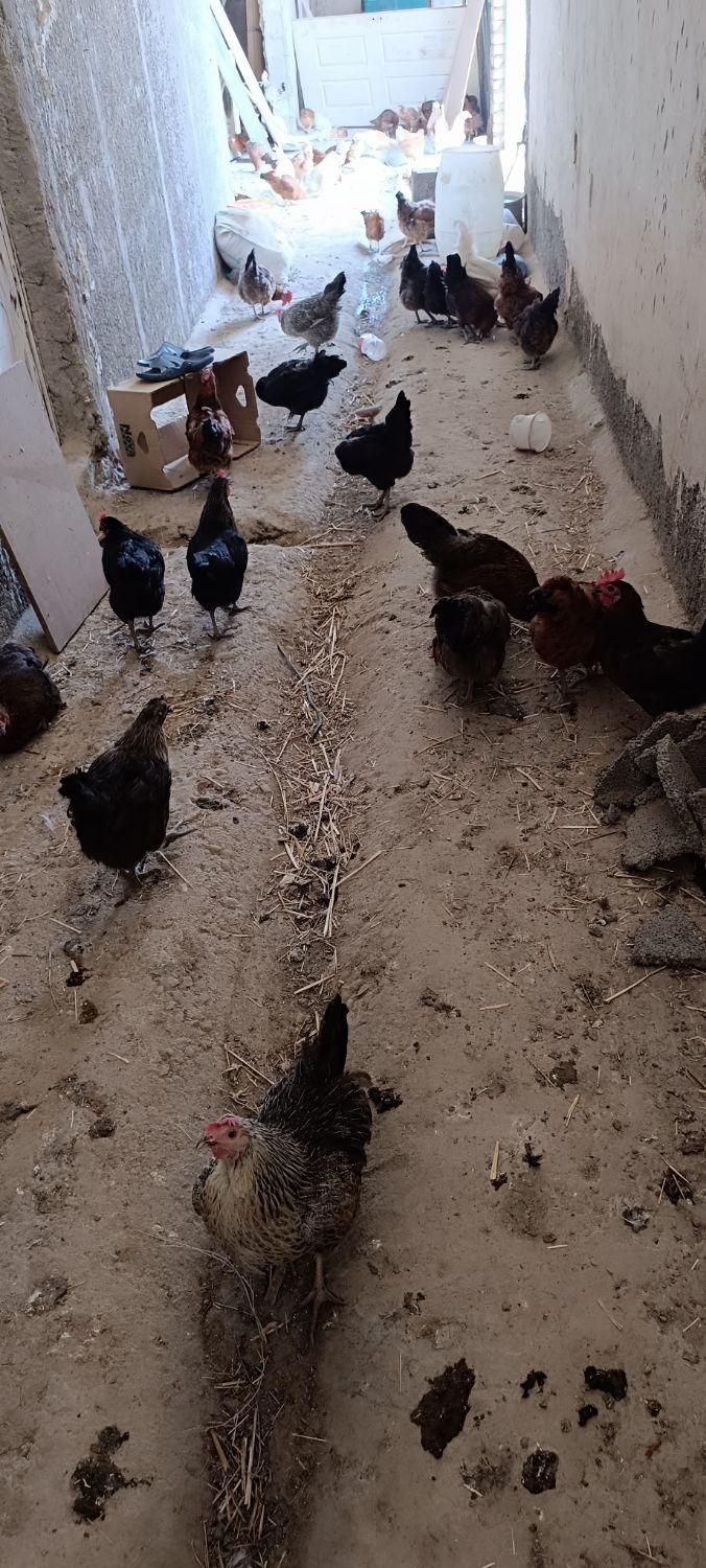 مرغ تخم گذار محلی گلپایگان|حیوانات مزرعه|کوهسار (البرز), |دیوار