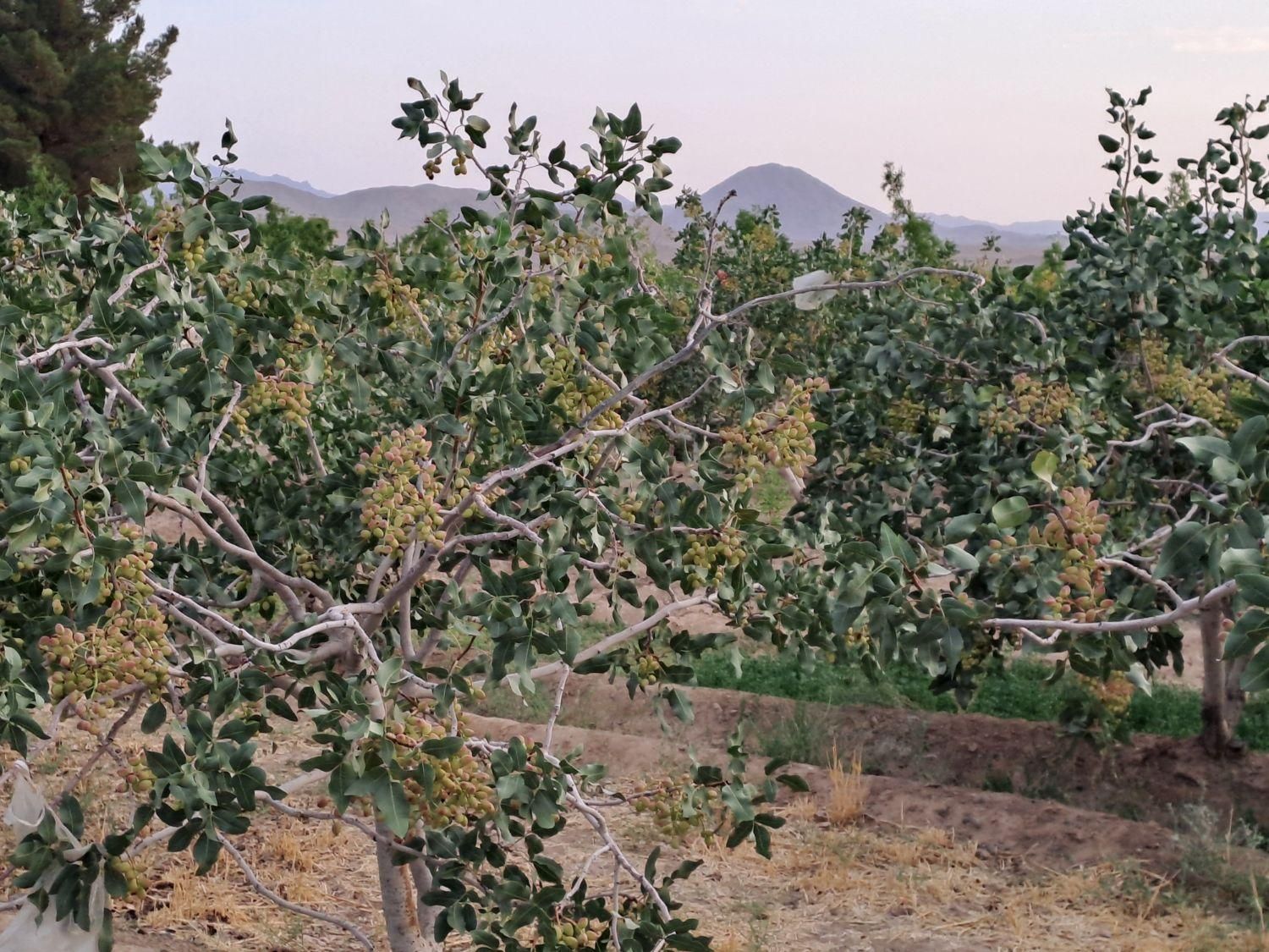 تصویر 3