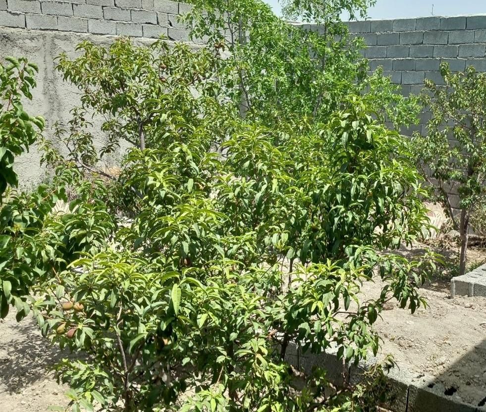 باغ و باغچه قدیمی تکبرگ آب برق گاز داخل(انجم آباد)|فروش زمین و ملک کلنگی|شهریار, اصیل آباد|دیوار
