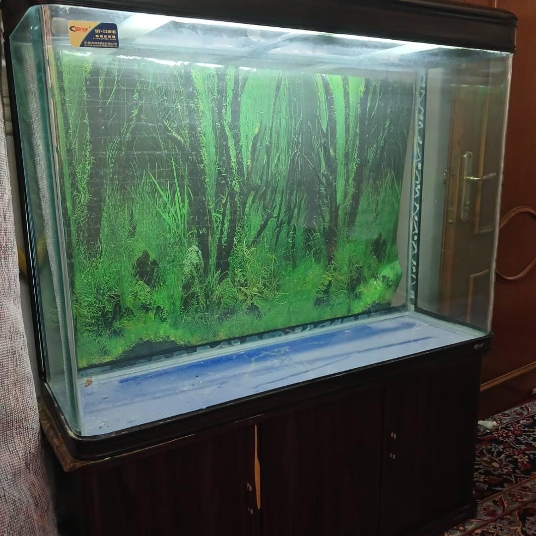آکواریوم شرکتی SEA STAR|ماهی|اهواز, کارون|دیوار
