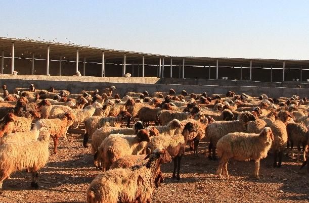 کارگر آشنا به دامداری|استخدام صنعتی، فنی، مهندسی|ایلام, |دیوار