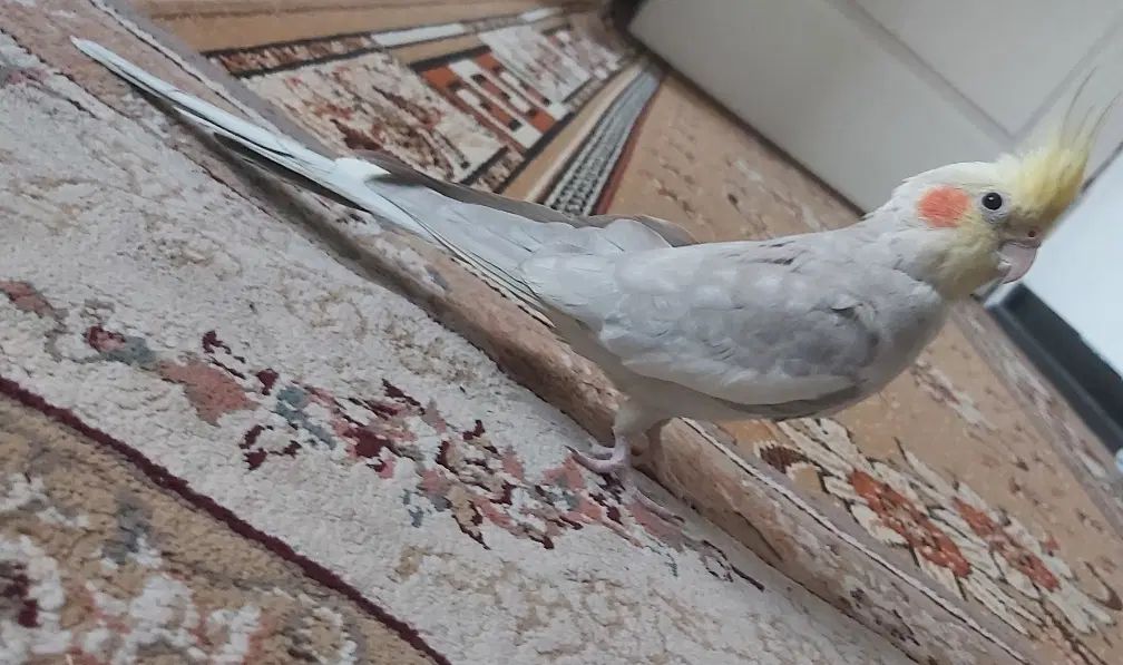 ۳ عدد عروس هلندی خونگی  قیمت مناسب بهمراه قفس|پرنده|تهران, شهرک طالقانی|دیوار