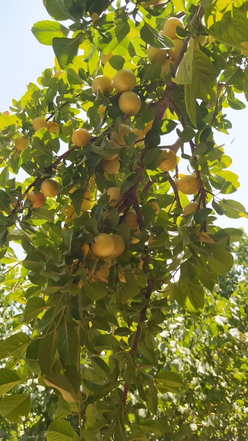 باغ ویلا/مبله/دستجا/گاز واب شهری/مجوزدار|فروش خانه و ویلا|اصفهان, براآن شمالی|دیوار