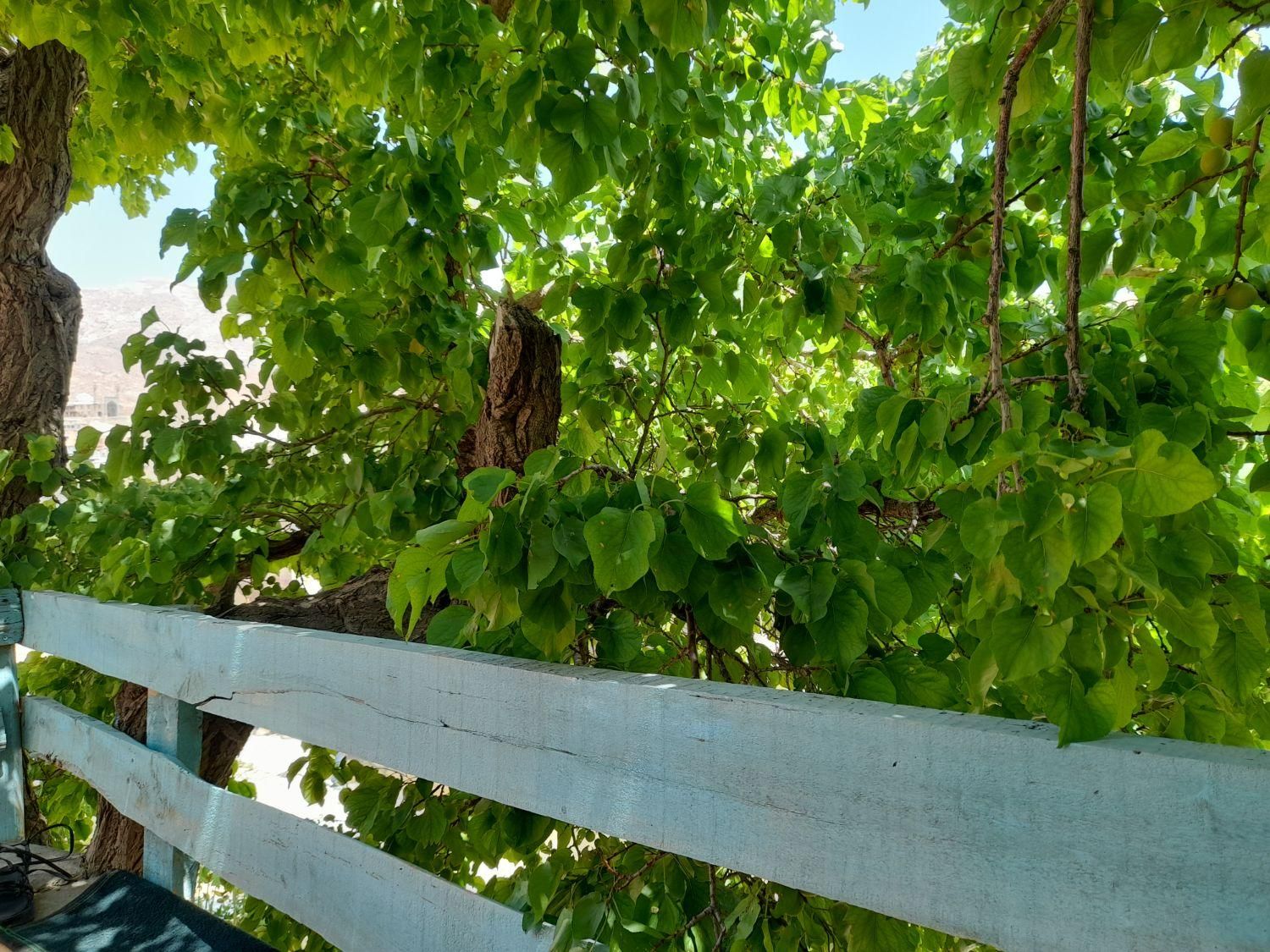 راهنمایی برای مکانهای گشتی گلستان|فعالیت داوطلبانه|گنبد کاووس, |دیوار