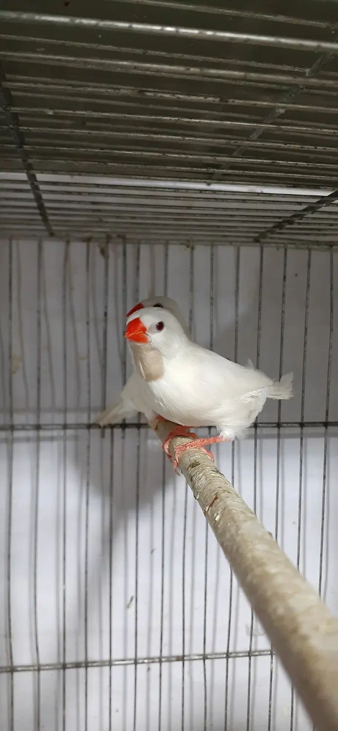 فنچ کرواتی فنچ ستاره ای فنچ بنگالی فنچ گلدین  زبرا|پرنده|کرج, ساسانی (قلمستان)|دیوار
