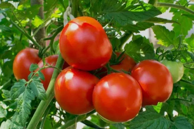 گوجه‌ مشهد|خوردنی و آشامیدنی|مشهد, درزآب|دیوار