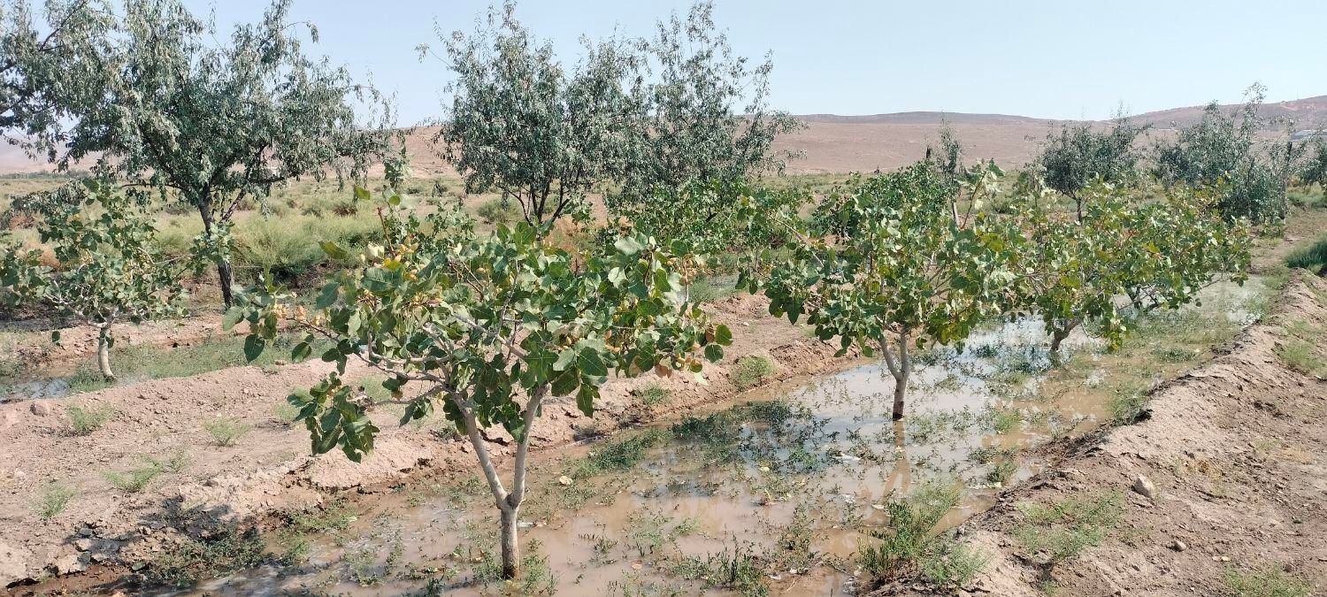 فروش زمین ۲۶۷۰ متری|فروش زمین و ملک کلنگی|آذرشهر, |دیوار