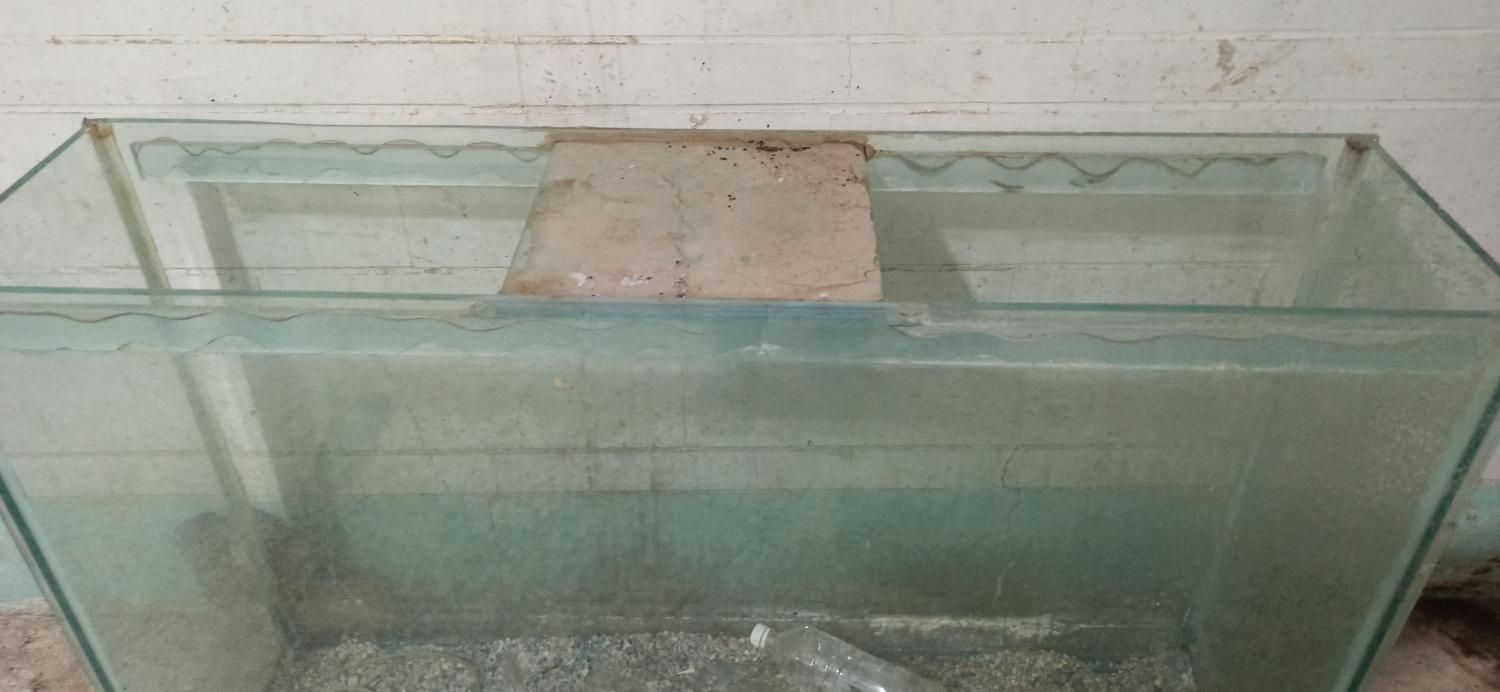 آکواریوم|ماهی|اهواز, کمپلو جنوبی|دیوار