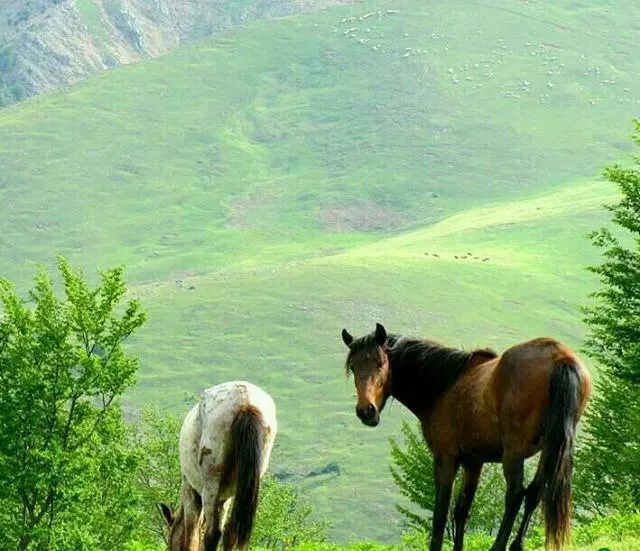 فروش زمین ۴۵۰ متری در حومه رشت|فروش زمین و ملک کلنگی|رشت, حومه رشت|دیوار