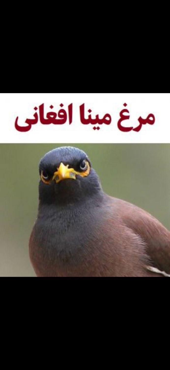 بهترین جوجه مینا افغان سخنگو|پرنده|ساری, |دیوار
