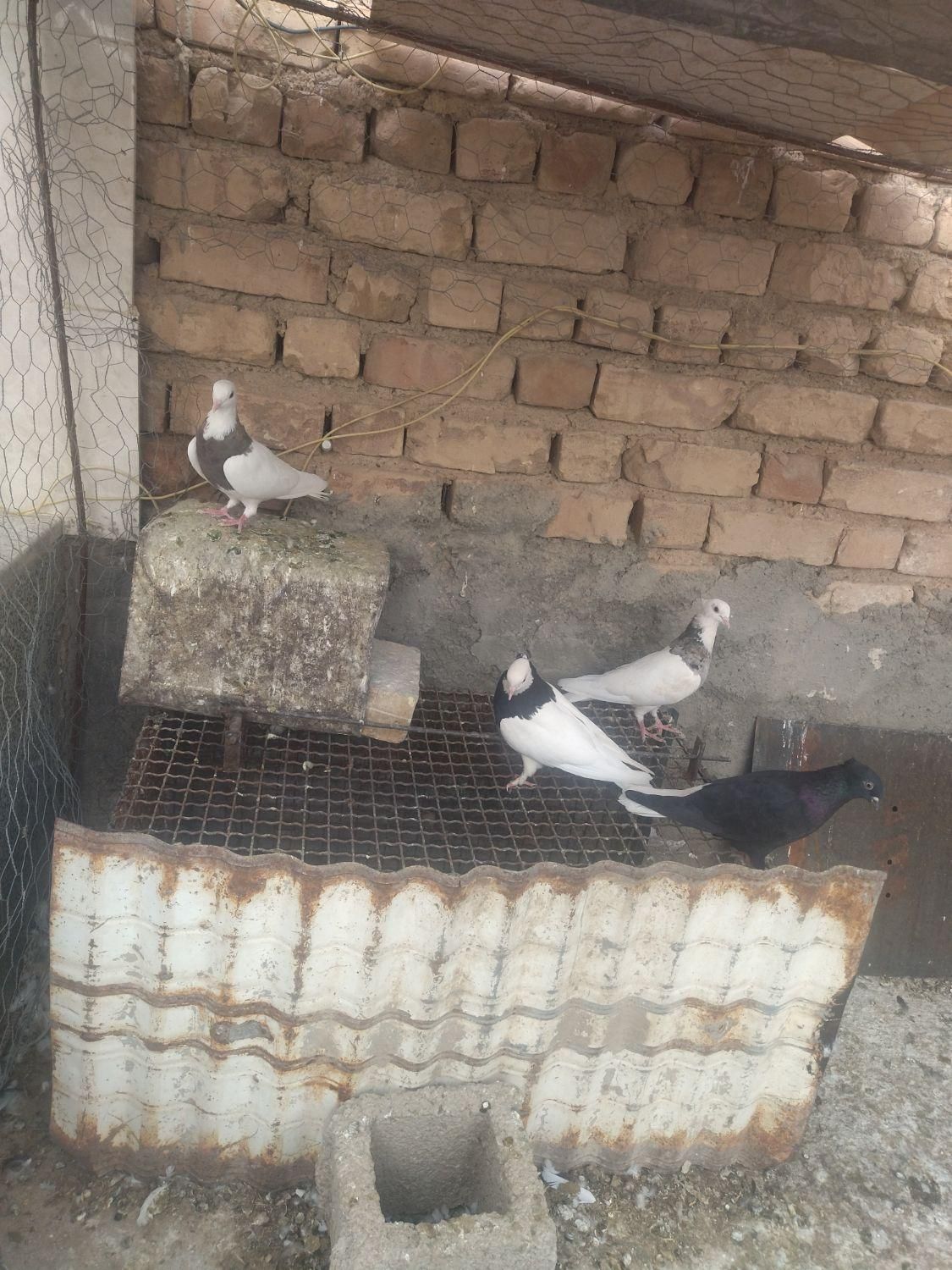 کبوتر رنگی|پرنده|مرودشت, بیست متری بیمارستان|دیوار
