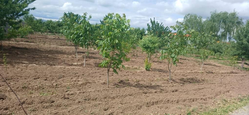 ارائه تمامی فعالیت های باغبانی و نگهداری|خدمات باغبانی و درختکاری|تبریز, |دیوار