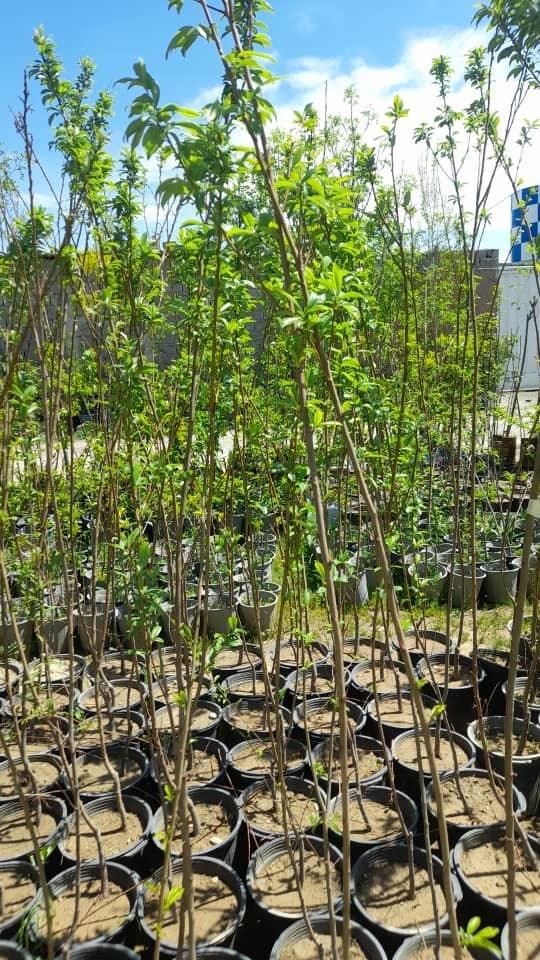 گیلاس تکدانه مشهد ۲ ساله ب بالا به شرط|خدمات باغبانی و درختکاری|اسلامشهر, انبارهای شهید طاهری|دیوار