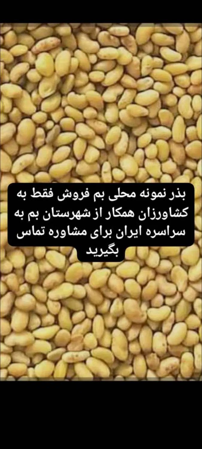 بذر یونجه محلی اصیل بمی اصلاح شده پاک تمیز|خدمات باغبانی و درختکاری|کرمان, |دیوار