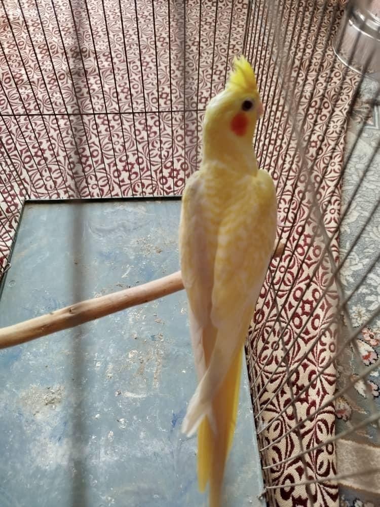 شاه طوطی جوانه|پرنده|سراوان, |دیوار