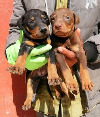 سگ محافظ همه چی تموم دوبرمن نگهبان شجاع|سگ|تهران, دربند|دیوار