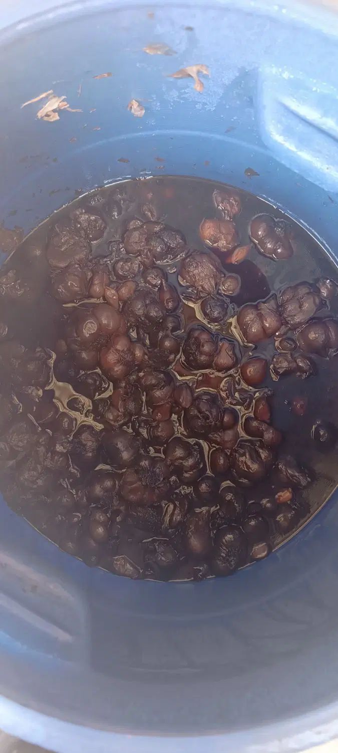 سیر ترشی 7ساله عالی به شرط|خوردنی و آشامیدنی|تهران, هرندی|دیوار
