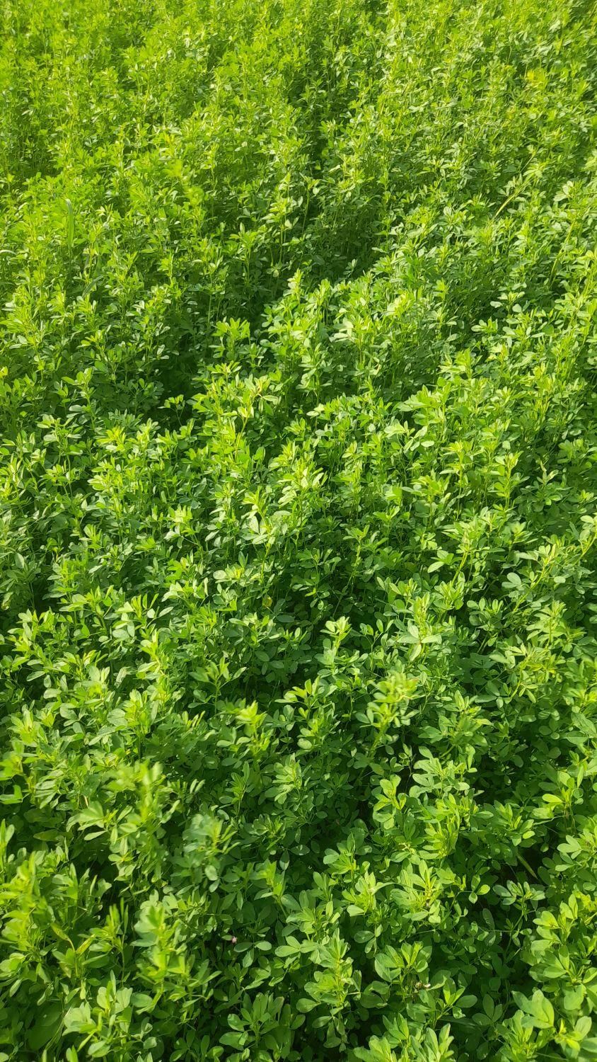 یونجه ساقه ریز|خدمات باغبانی و درختکاری|اسلام‌‌آباد غرب, |دیوار