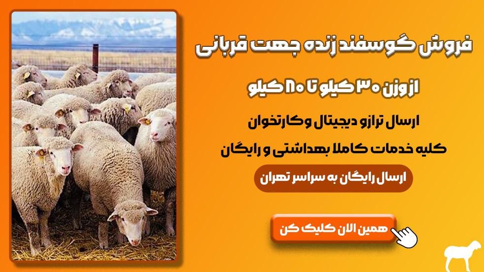پاک کردن کله پاچه سیرابی گوسفند زنده دامداری شهران|حیوانات مزرعه|تهران, جیحون|دیوار