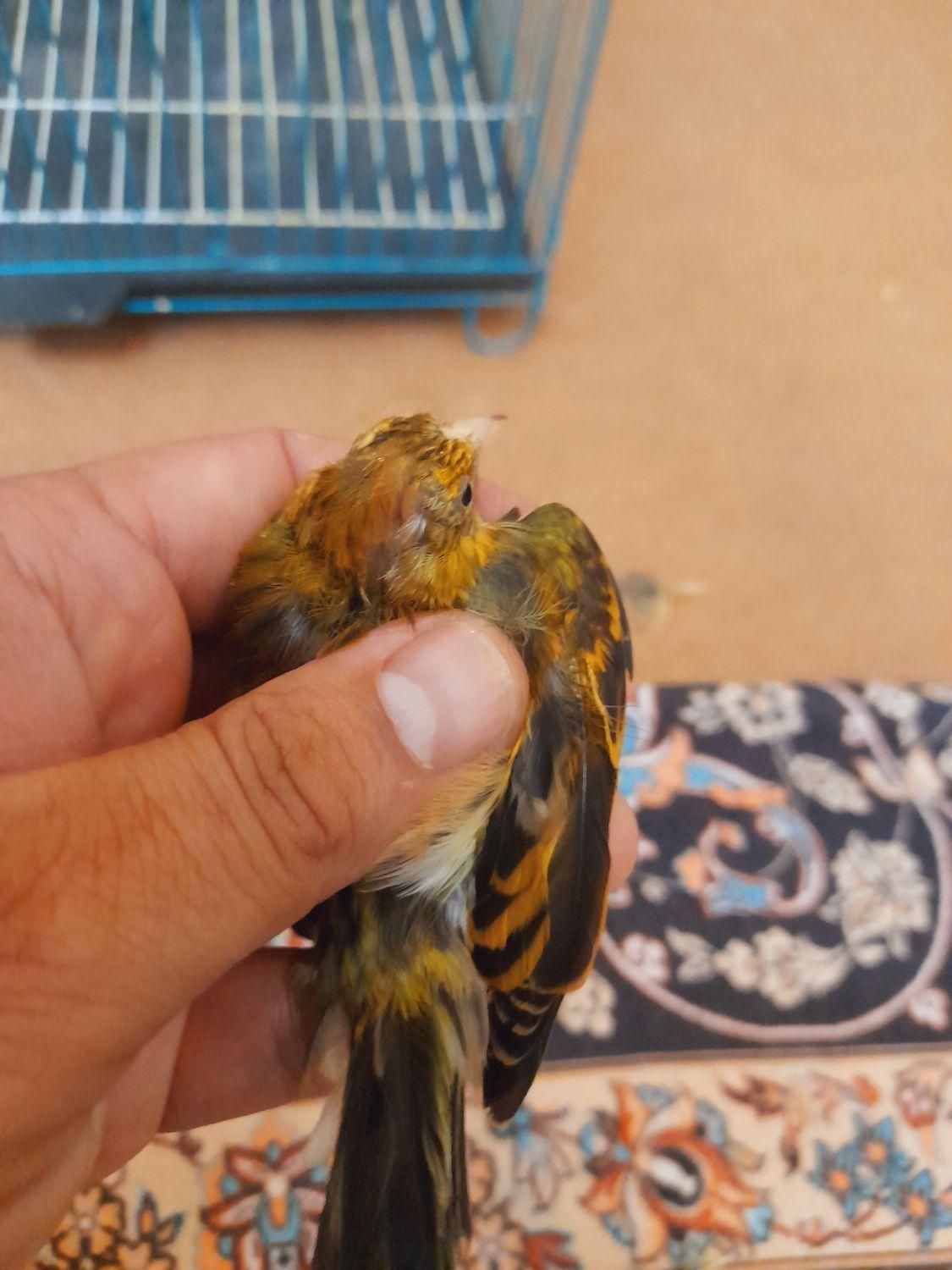 جوجه سهره قناری نر|پرنده|رشت, اسماعیل آباد|دیوار