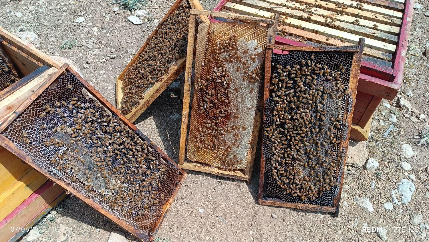 فروش عمده و جزئی عسل|خوردنی و آشامیدنی|دالاهو, |دیوار