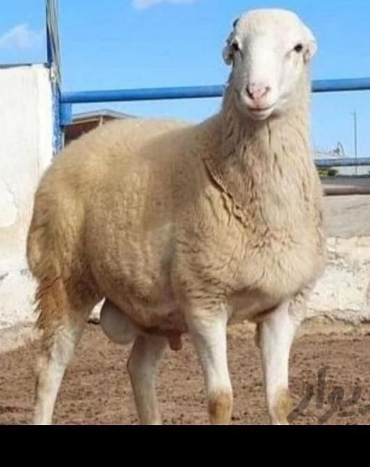 انواع دام سبک و سنگین|حیوانات مزرعه|قزوین, |دیوار