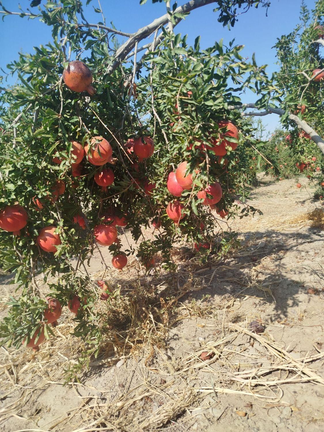 فروش  باغ۱۰۰۰ متری آبیاری قطره ای|فروش دفتر صنعتی، کشاورزی، تجاری|ساوه, |دیوار