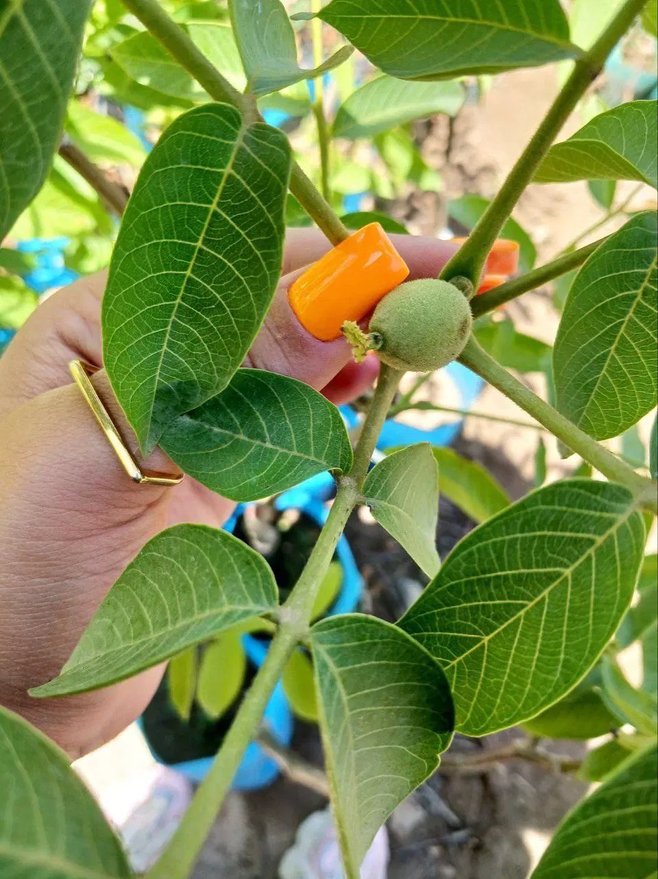 نهال گردوی خوشه ای دیرگل و پربار و زودبازده|خدمات باغبانی و درختکاری|تربت‌حیدریه, رضاشهر|دیوار