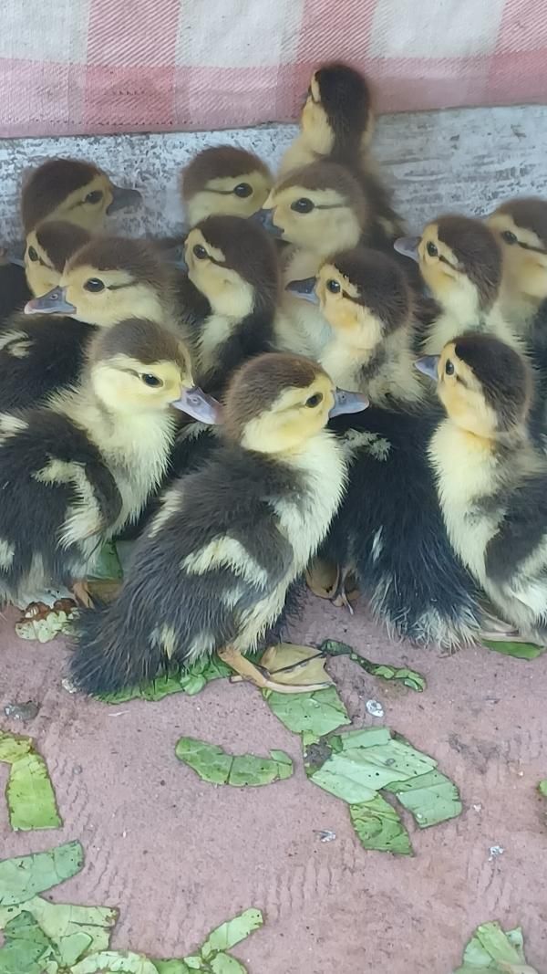 جوجه اردک اسراییلی( با اردک مادر بدنیا اومدن )|حیوانات مزرعه|رشت, کوی امام رضا|دیوار