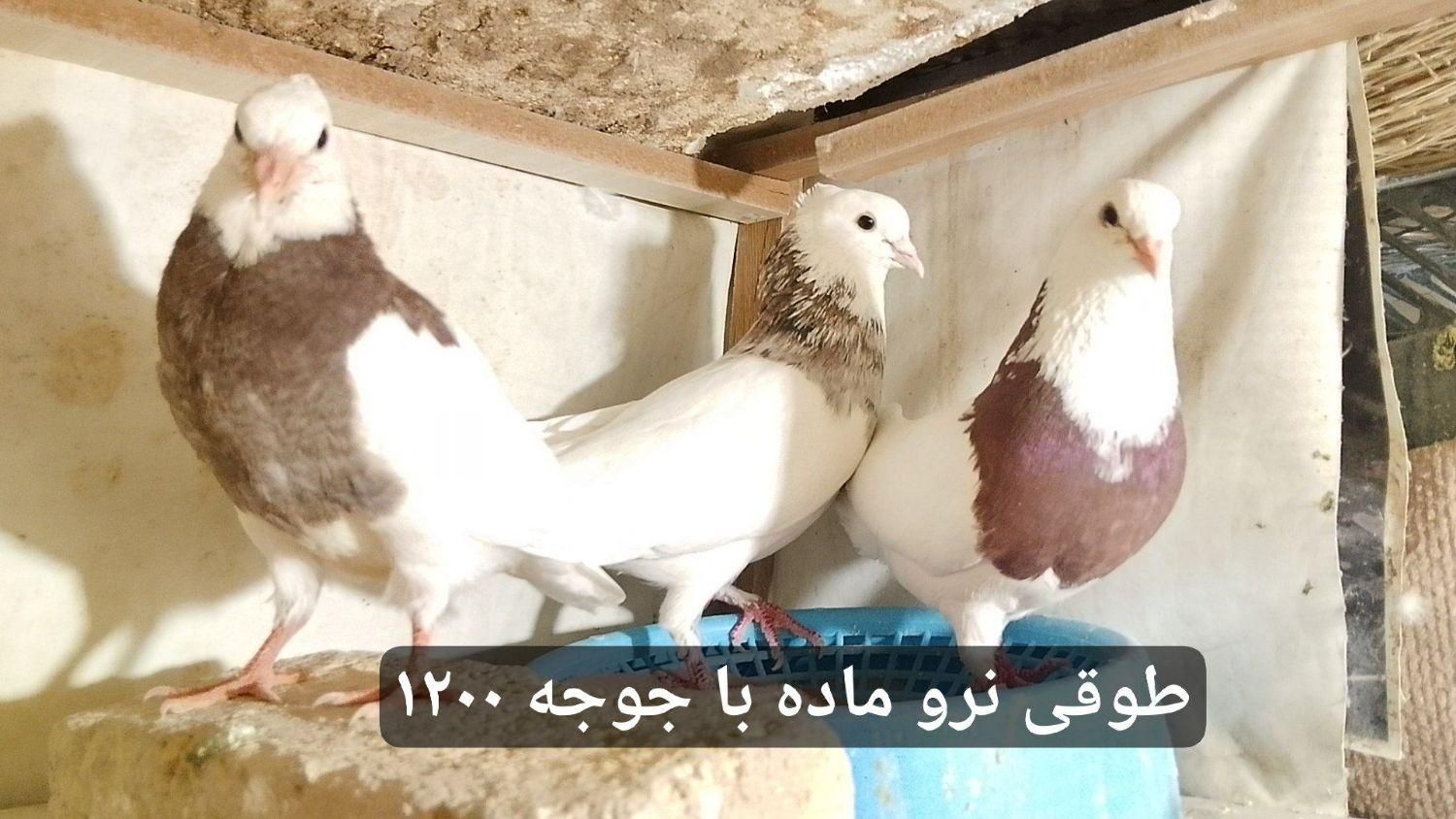 کبوتر تهرانی«طوقی» پلاکی رنگی پشتار|پرنده|هشتگرد, |دیوار