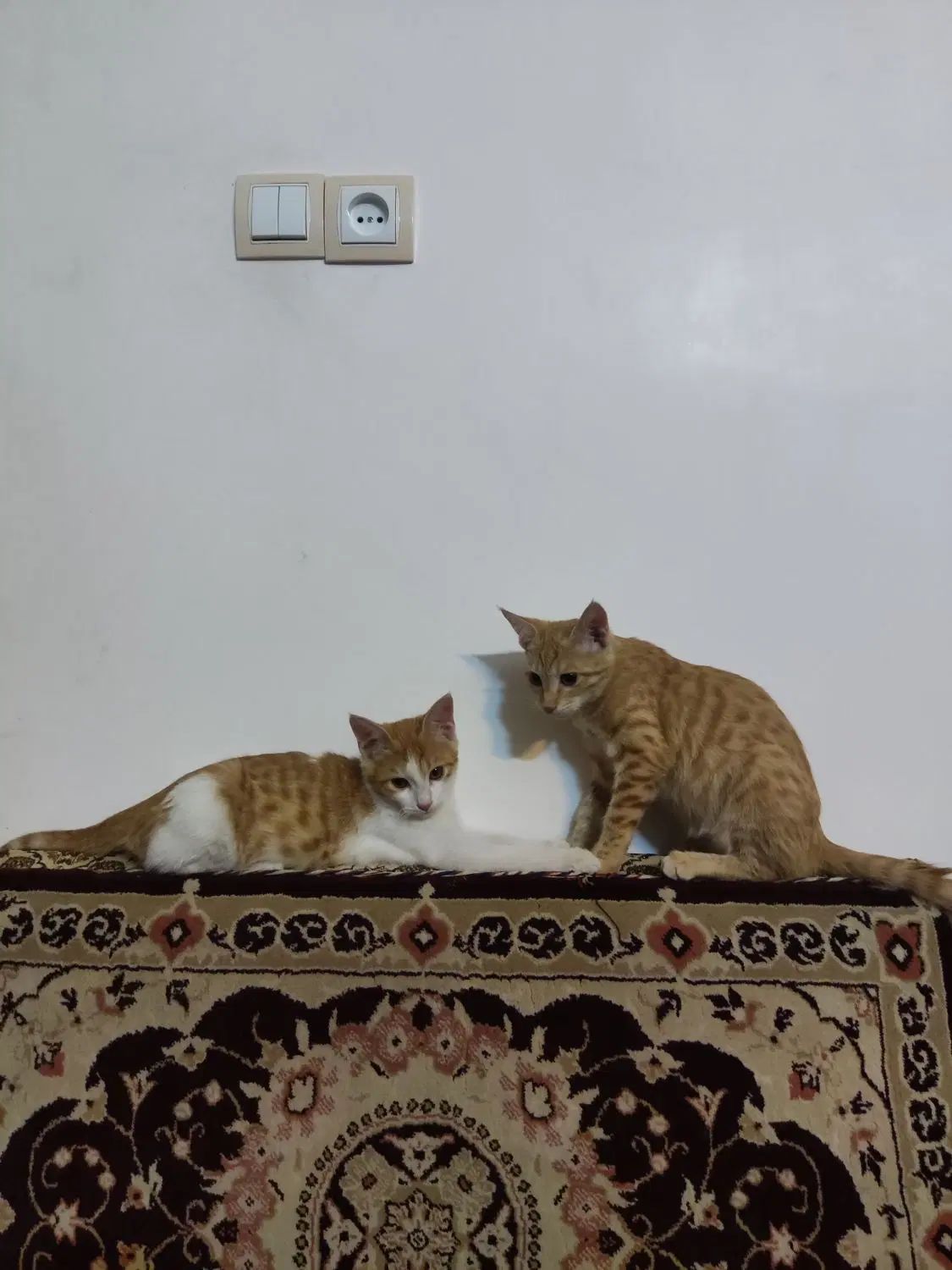 واگذاری دو بچه گربه نارنجی چهار ماهه نر و ماده|گربه|تهران, بلوار کشاورز|دیوار