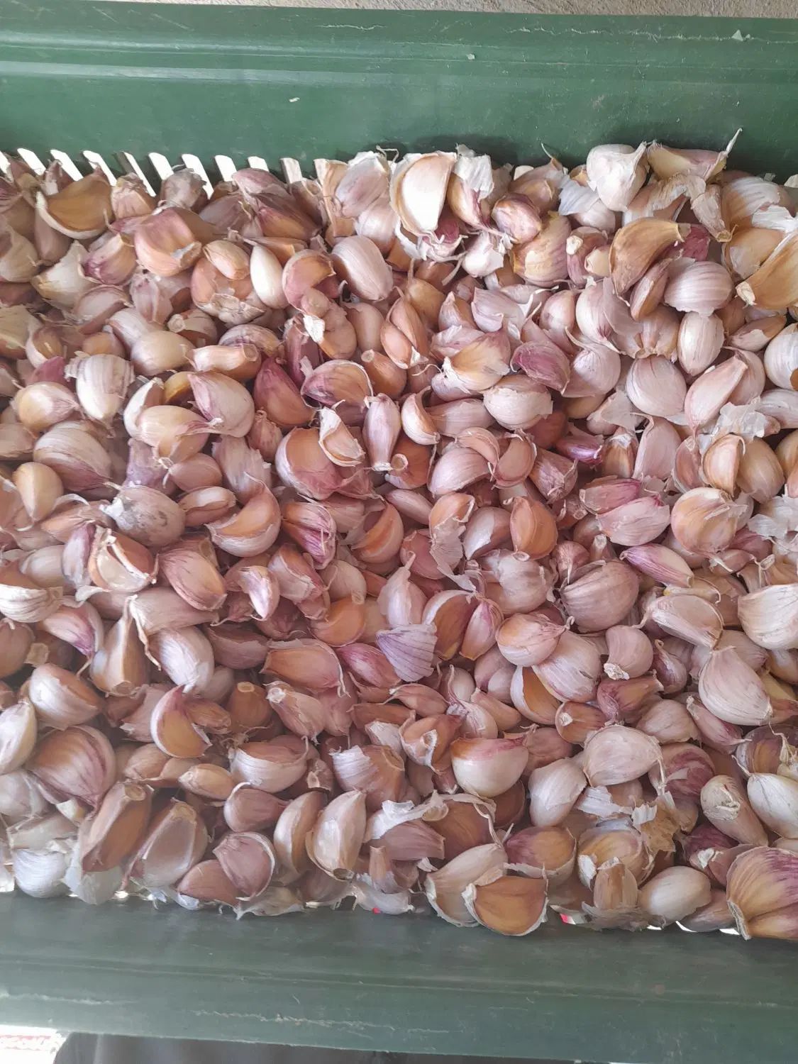 سیر حبه شده از بذر خودمون اضافه مونده حدود ۲۵ کیلو|خوردنی و آشامیدنی|پارس‌آباد, |دیوار